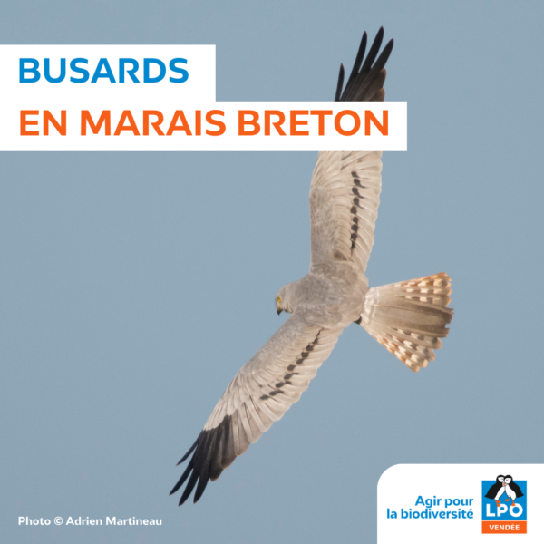 Protection des Busards dans le Marais breton