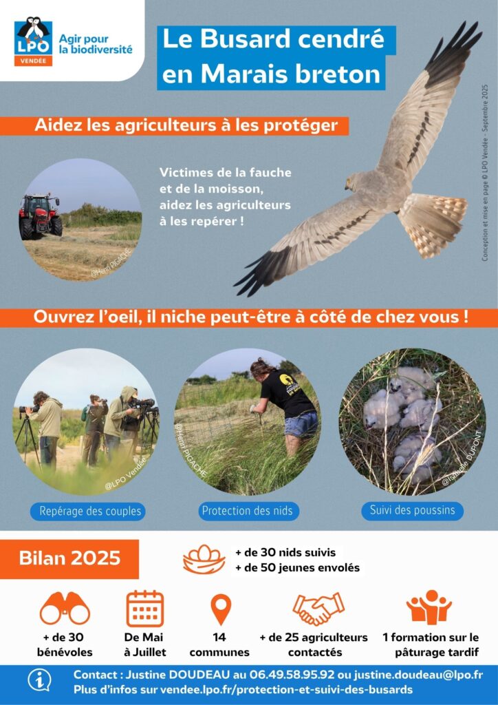 Busard cendré en Marais breton - Saison 2025 - © LPO Vendée