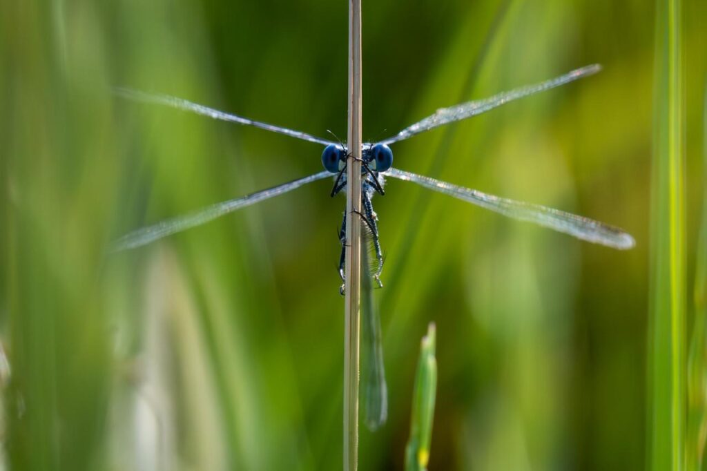 Leste à grands stigmas- Lestes Macrostigma - Photo © Sylvain Gayot - LPO Vendée