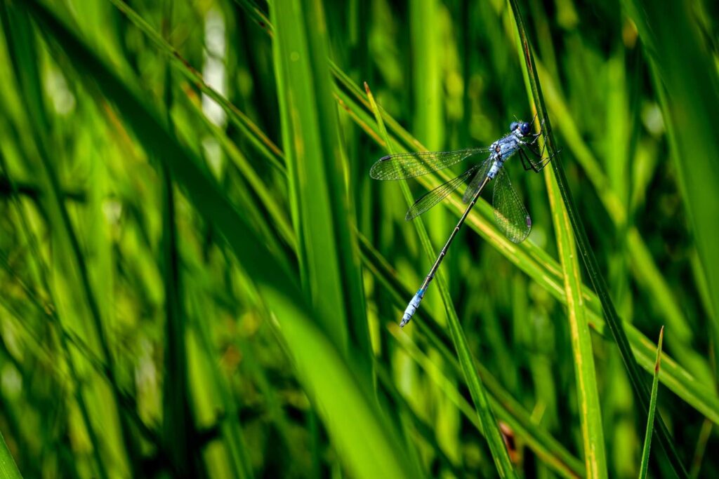 Leste à grands stigmas- Lestes Macrostigma - Photo © Sylvain Gayot - LPO Vendée
