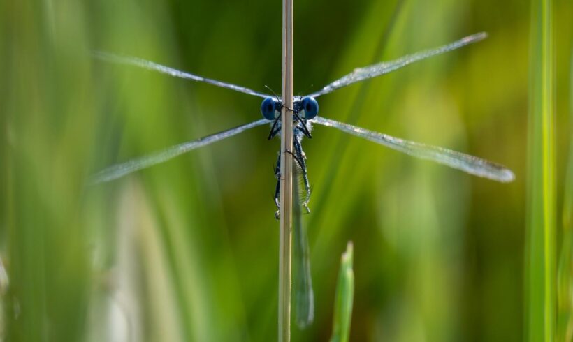 Des travaux en faveur d’une libellule en Marais breton