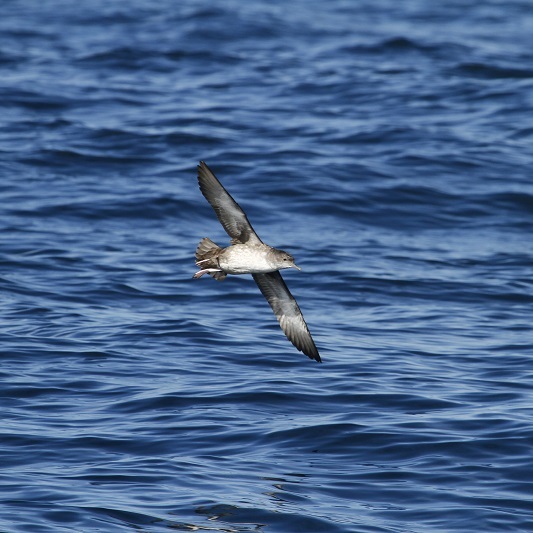 Puffin des Baléares - Photo © Julien Sudraud - LPO Vendée
