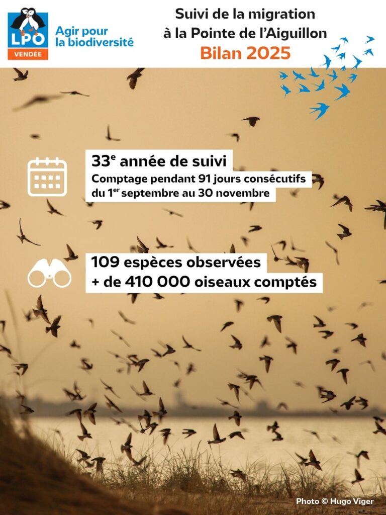 Suivi de la migration à la Pointe de l'Aiguillon : Bilan de la saison 2025 : le comptage - © LPO Vendée