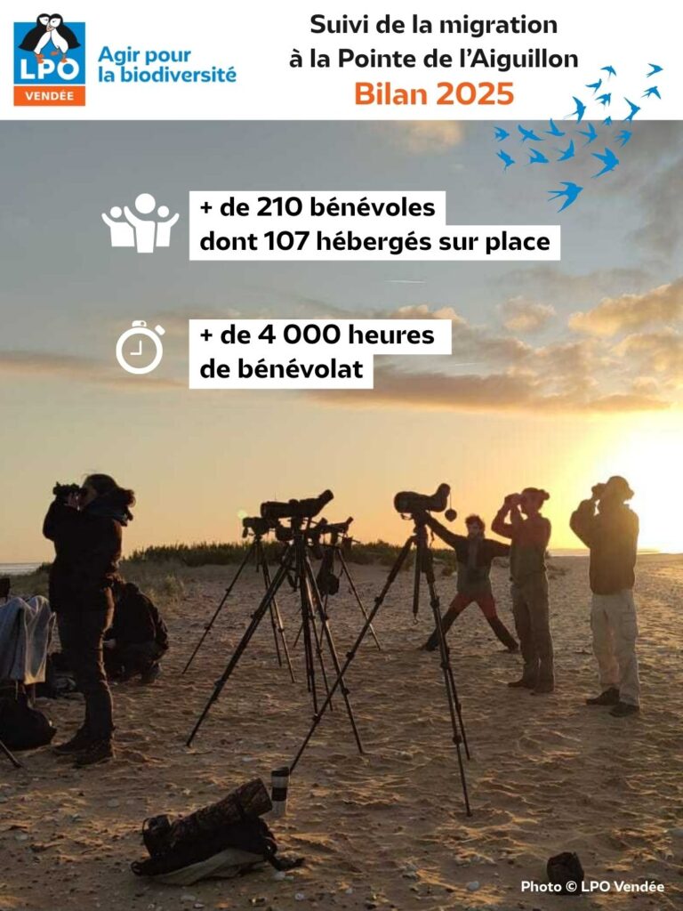 Suivi de la migration à la Pointe de l'Aiguillon : Bilan de la saison 2025 : le bénévolat - © LPO Vendée