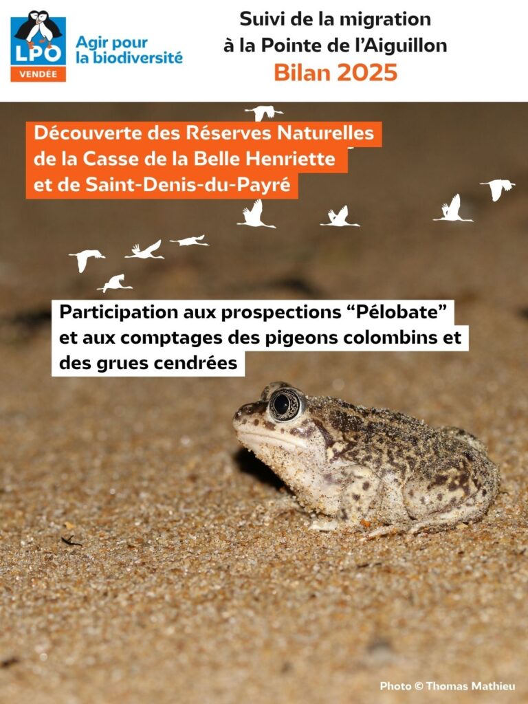 Suivi de la migration à la Pointe de l'Aiguillon : Bilan de la saison 2025 : les autres Suivis - © LPO Vendée
