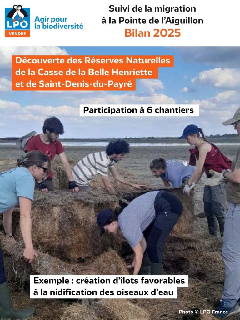 Suivi de la migration à la Pointe de l'Aiguillon : Bilan de la saison 2025 : des chantiers sur les réserves naturelles - © LPO Vendée