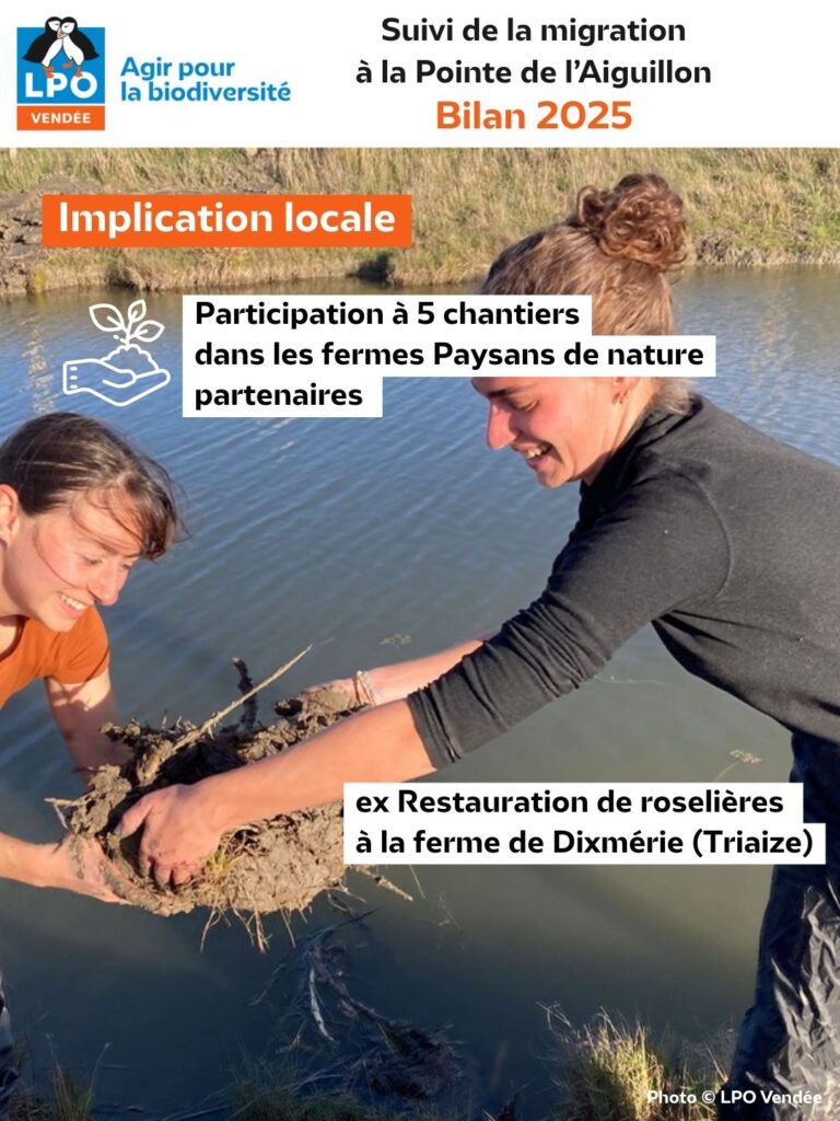 Suivi de la migration à la Pointe de l'Aiguillon : Bilan de la saison 2025 : des Chantiers dans les fermes Paysans de nature - © LPO Vendée