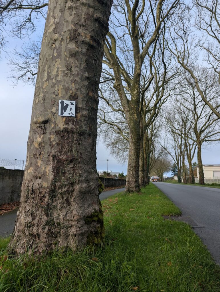 Panneau "arbre-gîte" posé sur les platanes accueillant une colonie de Noctule commune - Photo Amandine Brugneaux - LPO Vendée