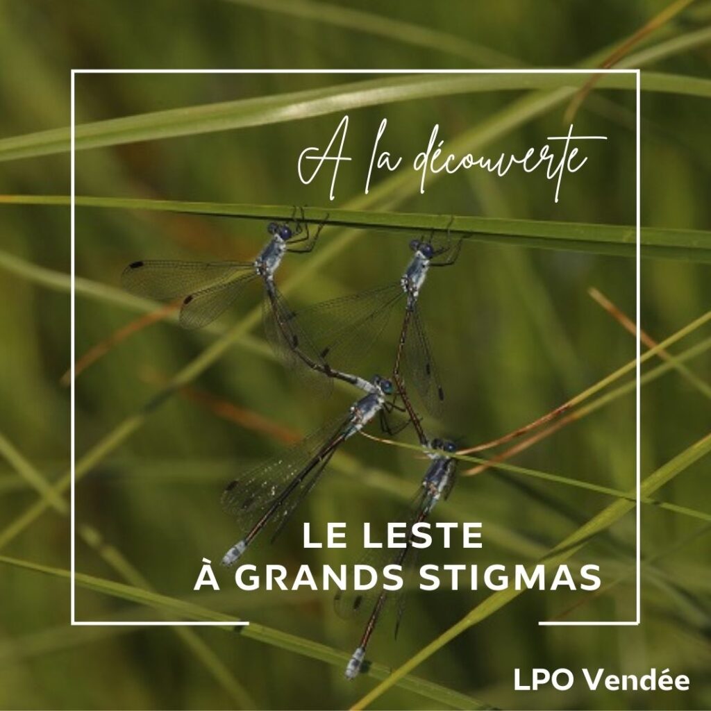 Podcast de la LPO Vendée "à la découverte du Lestes à grands stigmas"